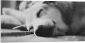 WallClassics - Acrylglas - Slapende Hond - Zwart Wit - 100x50 cm Foto op Acrylglas (Met Ophangsysteem)