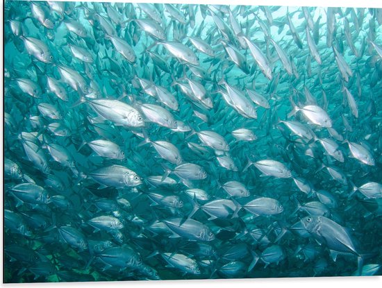 WallClassics - Dibond - School Vissen onderwater - 80x60 cm Foto op Aluminium (Met Ophangsysteem)