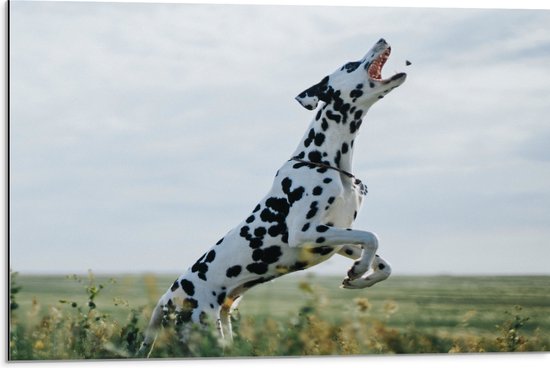 WallClassics - Dibond - Springende Dalmatier Hond met Open Mond in een Grasveld - 75x50 cm Foto op Aluminium (Wanddecoratie van metaal)