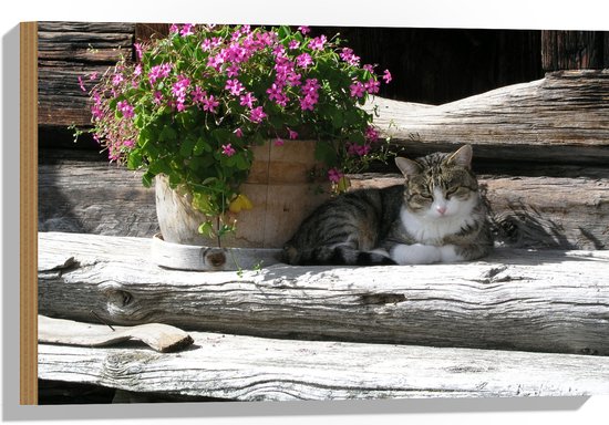 WallClassics - Hout - Kat liggend in de Schaduw van een Bloempot - 60x40 cm - 9 mm dik - Foto op Hout (Met Ophangsysteem)