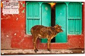 WallClassics - Tuinposter – Koe voor Blauwe Boerderijdeur - 90x60 cm Foto op Tuinposter (wanddecoratie voor buiten en binnen)