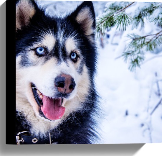WallClassics - Canvas - Prachtige Husky met Felle Ogen in de Sneeuw - 30x30 cm Foto op Canvas Schilderij (Wanddecoratie op Canvas)