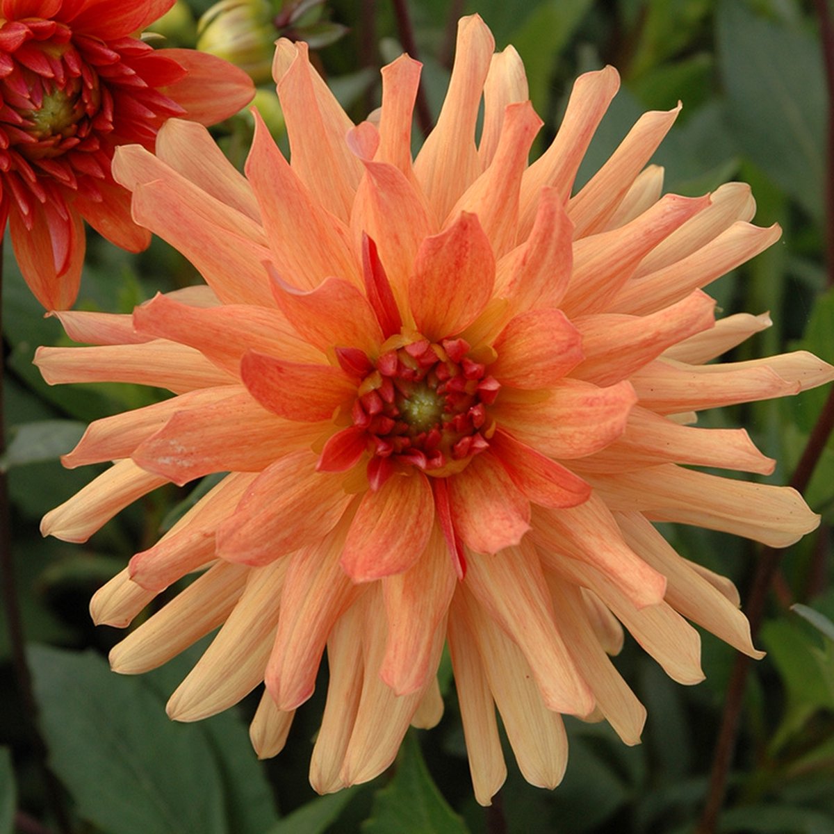 Dahlia Orange Pygmy | 1 stuk | Cactus Dahlia | Knol | Geschikt voor in Pot | Oranje | Dahlia Knollen van Top Kwaliteit