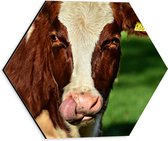 WallClassics - Dibond Hexagone - Vache léchante - Photo 30 x 26,1 cm sur hexagone (avec système de suspension)