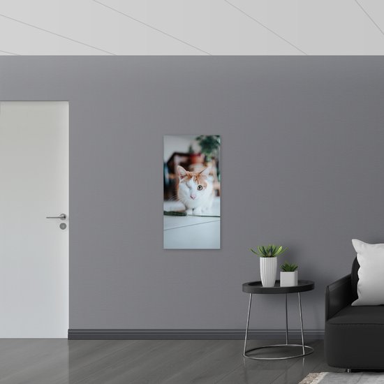 WallClassics - Verre Acrylique - Chat Mignon au Terre avec un Oeil - 50x100 cm Photo sur Verre Acrylique (Décoration murale sur Acrylique)