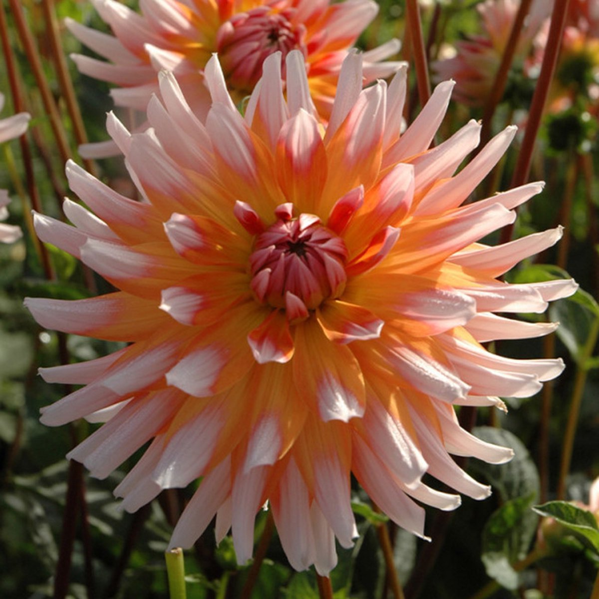 Dahlia Okapi's Sunset | 1 stuk | Cactus Dahlia | Knol | Snijbloem | Geel | Gemengde Kleuren | Oranje | Dahlia Knollen van Top Kwaliteit | 100% Bloeigarantie | QFB Gardening