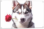 Tuinposter – Romantische Husky Hond met Roos tegen Witte Achtegrond - 105x70 cm Foto op Tuinposter (wanddecoratie voor buiten en binnen)