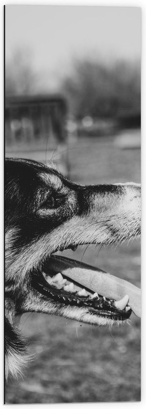 WallClassics - Dibond - Opzij kijkende Hond met Tong uit Mond - Zwart Wit - 40x120 cm Foto op Aluminium (Wanddecoratie van metaal)