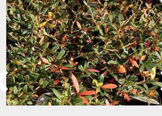 Berberis thunbergii (Japanse Berberis, zuurbes) | 30-40 cm In pot