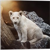 Acrylglas - Zuid-Afrikaans Leeuwen Welpje op een Rots - 50x50 cm Foto op Acrylglas (Wanddecoratie op Acrylaat)