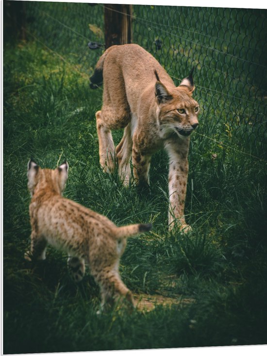 WallClassics - PVC Schuimplaat - Baby Lynx met Moeder achter Hek - 75x100 cm Foto op PVC Schuimplaat (Met Ophangsysteem)