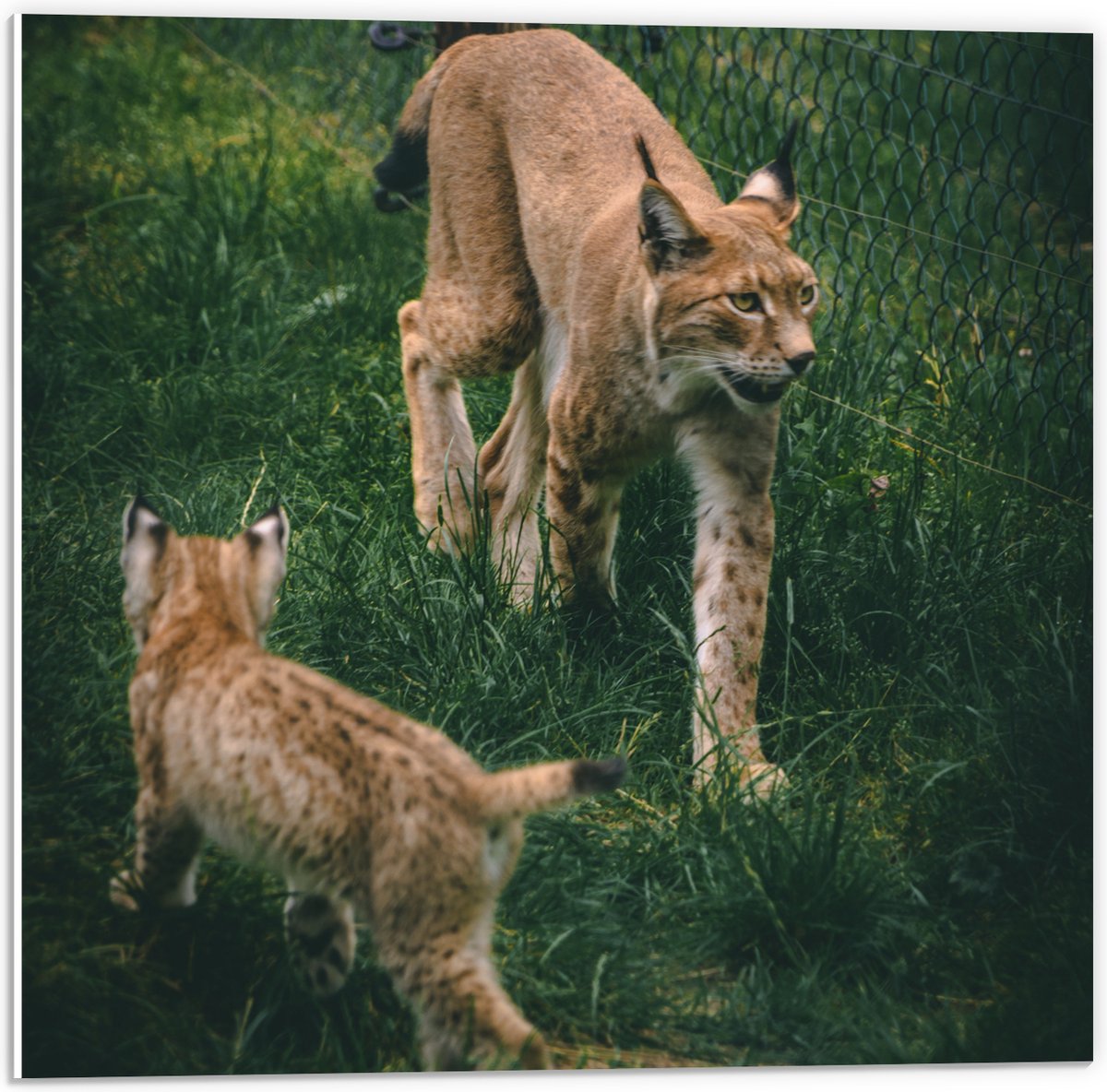 PVC Schuimplaat - Baby Lynx met Moeder achter Hek - 50x50 cm Foto op PVC Schuimplaat (Met Ophangsysteem)