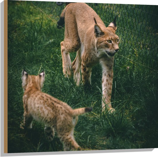 WallClassics - Hout - Baby Lynx met Moeder achter Hek - 80x80 cm - 9 mm dik - Foto op Hout (Met Ophangsysteem)