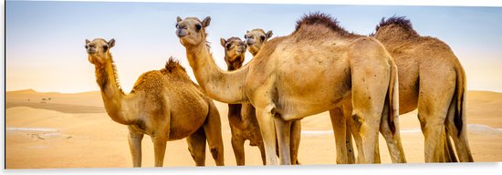 Dibond - Wilde Kamelen in de Woestijn - 120x40 cm Foto op Aluminium (Met Ophangsysteem)