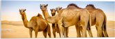 Acrylglas - Wilde Kamelen in de Woestijn - 90x30 cm Foto op Acrylglas (Met Ophangsysteem)