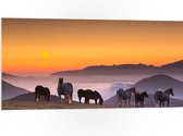 PVC Schuimplaat - Wilde Paarden bij de Zonsondergang - 100x50 cm Foto op PVC Schuimplaat (Met Ophangsysteem)