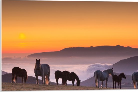 Acrylglas - Wilde Paarden bij de Zonsondergang - 60x40 cm Foto op Acrylglas (Wanddecoratie op Acrylaat)