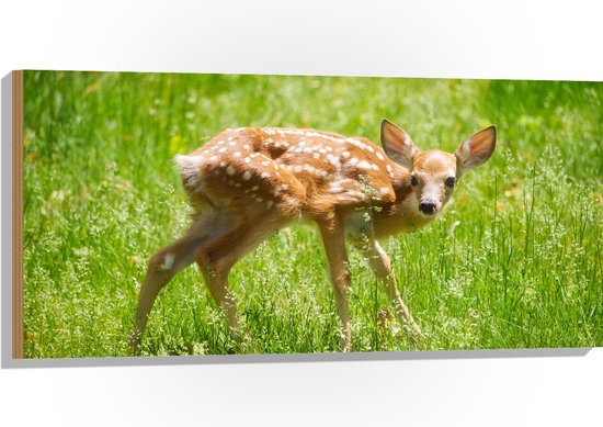 WallClassics - Hout - Baby Hertje in het Gras - Witstaarthert - 100x50 cm - 9 mm dik - Foto op Hout (Met Ophangsysteem)