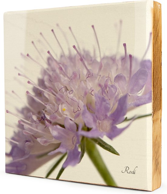 Purple Flower - 1x1 Steigerhout Tegeltableau