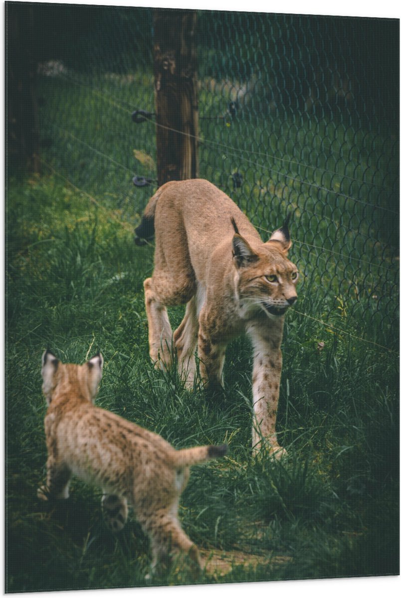 Vlag - Baby Lynx met Moeder achter Hek - 80x120 cm Foto op Polyester Vlag