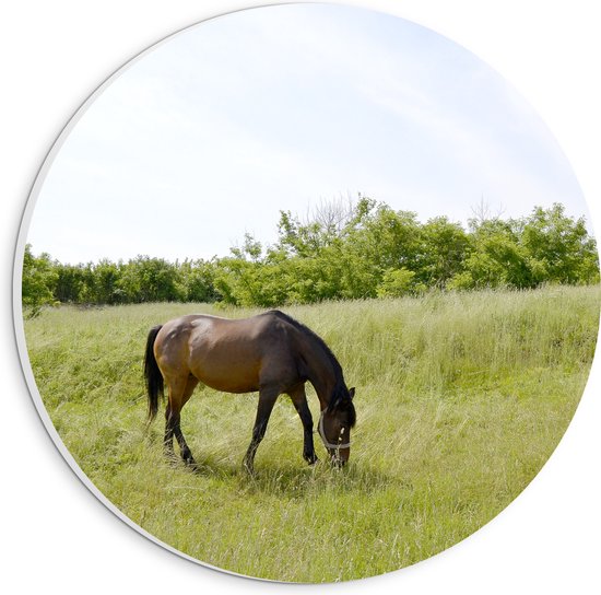 PVC Schuimplaat Muurcirkel - Wild Bruin Paard in de Wei - 20x20 cm Foto op Muurcirkel (met ophangsysteem)