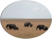WallClassics - Dibond Ovale - Groupe d'éléphants dans l'herbe - 68x51 cm Photo sur Ovale (Avec Système d'accrochage)