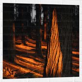 WallClassics - Muursticker - Oranje Zonlicht in het Bos - 80x80 cm Foto op Muursticker