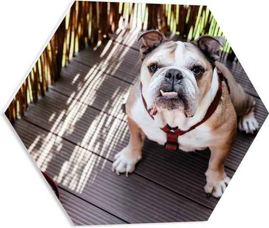 WallClassics - PVC Schuimplaat Hexagon - Bulldog op Houten Planken - 50x43.5 cm Foto op Hexagon (Met Ophangsysteem)