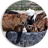 WallClassics - Cercle mural en panneau de mousse PVC - Vaches en train de manger - Photo 20 x 20 cm sur cercle mural (avec système de suspension)