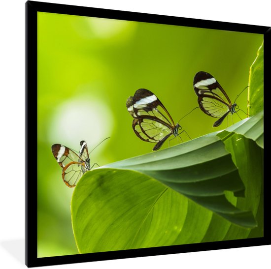 Fotolijst incl. Poster - Doorzichtige vlinder op een blad in Costa Rica - 40x40 cm - Posterlijst