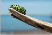 WallClassics - Poster (Matte) - Chenille verte sur une branche - 60x40 cm Photo sur Papier Poster d'aspect Mat