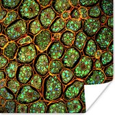 Cellen onder de microscoop poster 75x75 cm - Foto print op Poster (wanddecoratie woonkamer / slaapkamer)