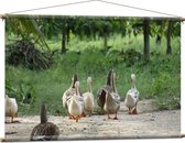WallClassics - Affiche Textile - Canards qui se dandinent - 120x80 cm Photo sur Textile