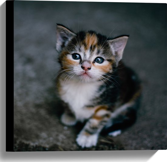 WallClassics - Canvas - Kitten op een Steen - 40x40 cm Foto op Canvas Schilderij (Wanddecoratie op Canvas)