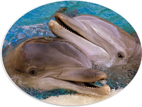 WallClassics - PVC Schuimplaat Ovaal - Dolfijnen van Dichtbij - 40x30 cm Foto op Ovaal (Met Ophangsysteem)