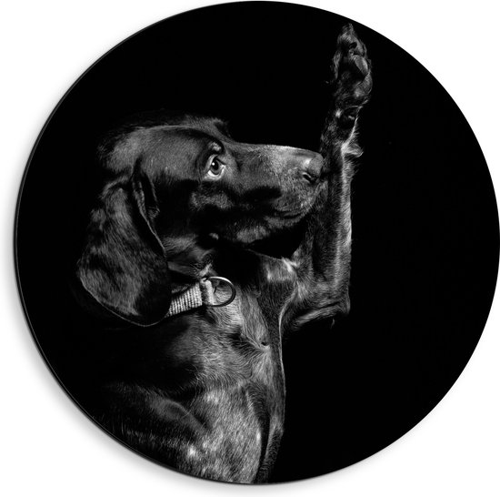 WallClassics - Dibond Muurcirkel - Zwarte Hond Zegt 'Hoi' - 40x40 cm Foto op Aluminium Muurcirkel (met ophangsysteem)