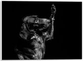 WallClassics - PVC Schuimplaat - Zwarte Hond Zegt 'Hoi' - 40x30 cm Foto op PVC Schuimplaat (Met Ophangsysteem)