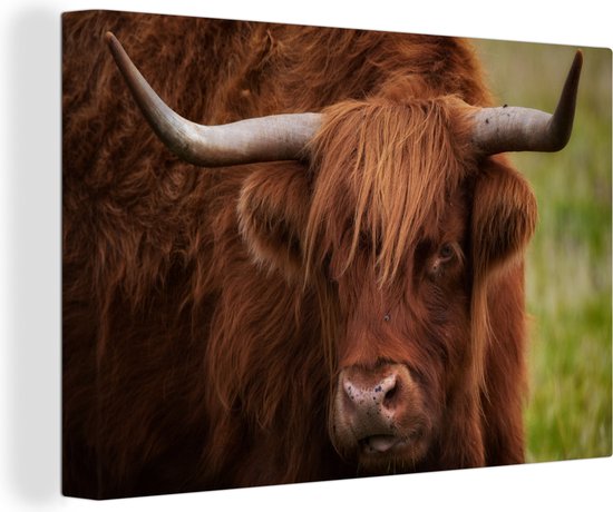 Tableau sur toile Scottish Highlander - Oranje - Animaux - 140x90 cm - Décoration murale
