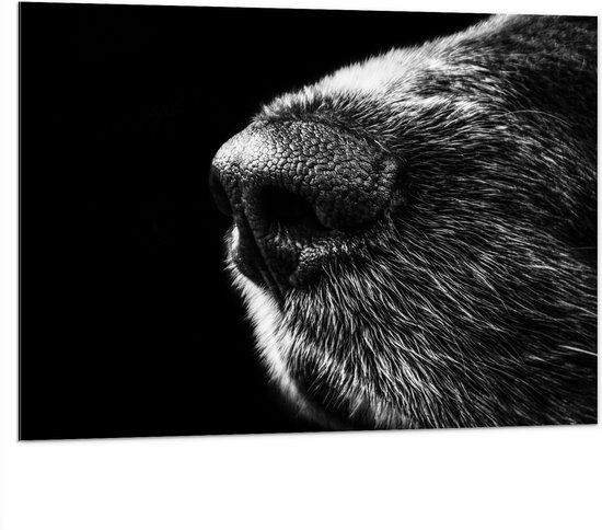 WallClassics - Dibond - Honden Snuit Zwart met Wit - 100x75 cm Foto op Aluminium (Met Ophangsysteem)