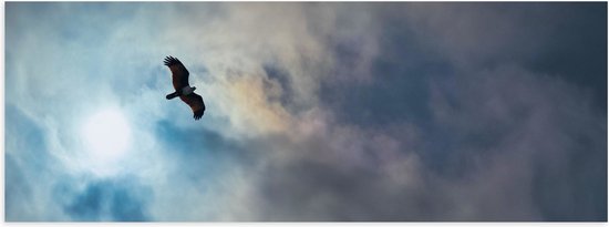 Poster Glanzend – Vliegende Roofvogel in de Lucht - 90x30 cm Foto op Posterpapier met Glanzende Afwerking