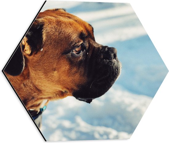 WallClassics - Dibond Hexagon - Hond houdt niet van Sneeuw - 40x34.8 cm Foto op Hexagon (Met Ophangsysteem)