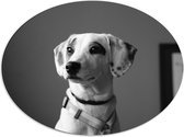 WallClassics - Dibond Ovaal - Whippet Hond Zwart - Wit - 56x42 cm Foto op Ovaal (Met Ophangsysteem)