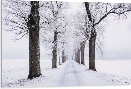 Dibond - Bomen langs Besneeuwd Bospad in Sneeuw Landschap - 105x70 cm Foto op Aluminium (Met Ophangsysteem)