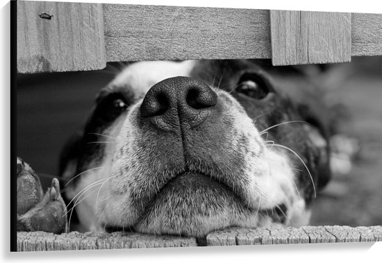 WallClassics - Canvas - Hondenkop door Houten Hek (Zwart- wit) - 120x80 cm Foto op Canvas Schilderij (Wanddecoratie op Canvas)