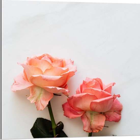 Dibond - Duo Roze Bloemen op Witte Achtergrond - 80x80 cm Foto op Aluminium (Met Ophangsysteem)