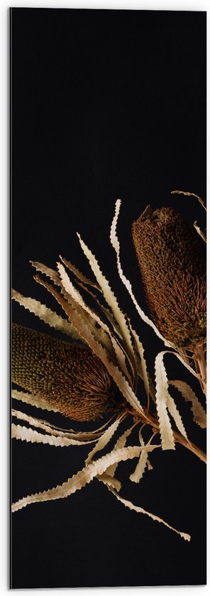 Dibond - Duo van Banksia Menziesii Planten in Witte Vaas - 30x90 cm Foto op Aluminium (Wanddecoratie van metaal)