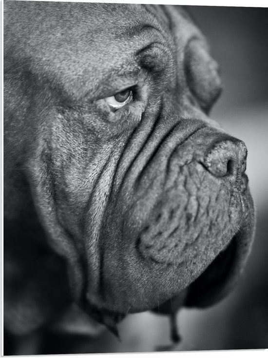WallClassics - PVC Schuimplaat - Kwijlende Hond (Zwart- wit) - 60x80 cm Foto op PVC Schuimplaat (Met Ophangsysteem)