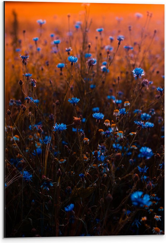 Dibond - Blauw Bloemenveld onder Oranje Kleurige Lucht - 40x60 cm Foto op Aluminium (Met Ophangsysteem)