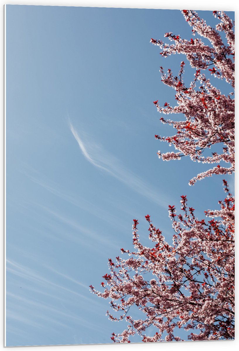 PVC Schuimplaat - Bloesemboom onder Blauwe Lucht met Lichte Sluierbewolking - 60x90 cm Foto op PVC Schuimplaat (Met Ophangsysteem)