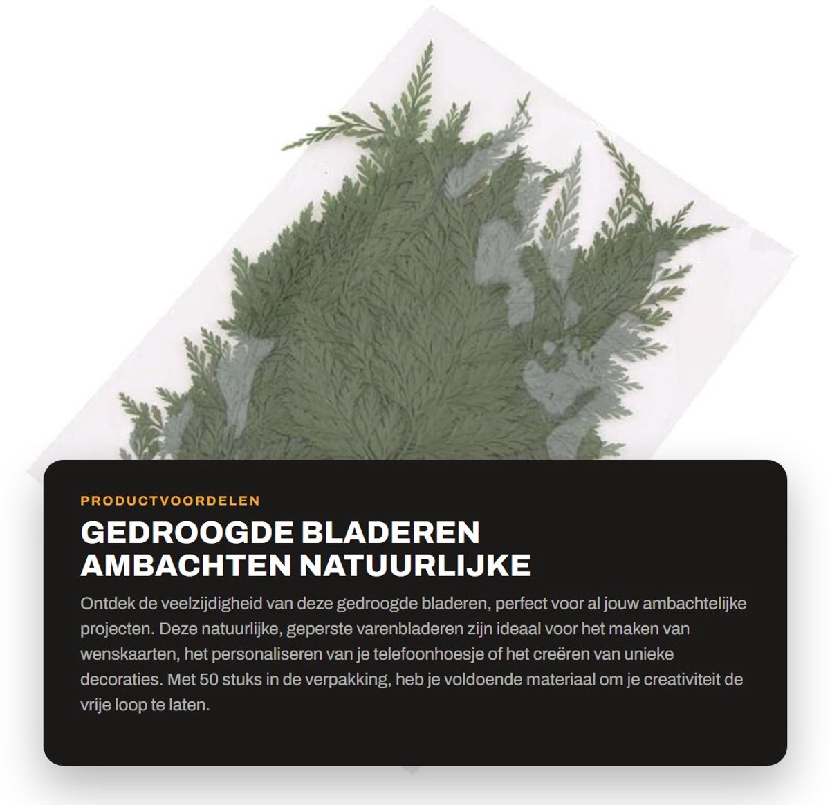 Dailygoods- Gedroogde Bladeren 50 Stuks - Natuurlijke Varenbladeren - DIY Decoratie - Handgemaakte Bladwijzers - Kunstaccessoires - Scrapbooking Materialen - Knutselmaterialen